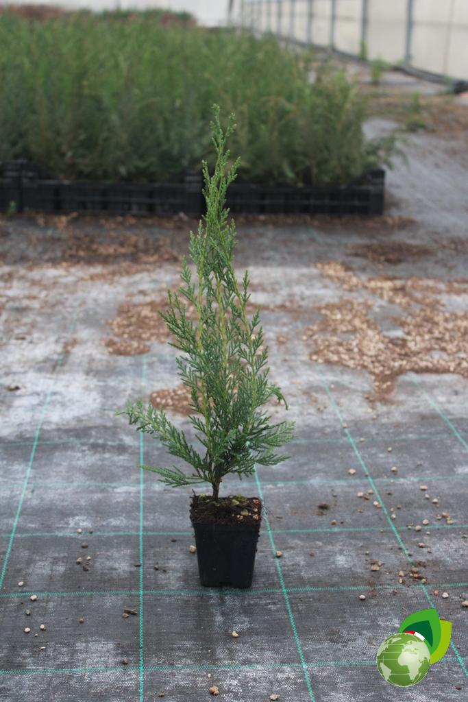 Cupressocyparis Leylandii V.7