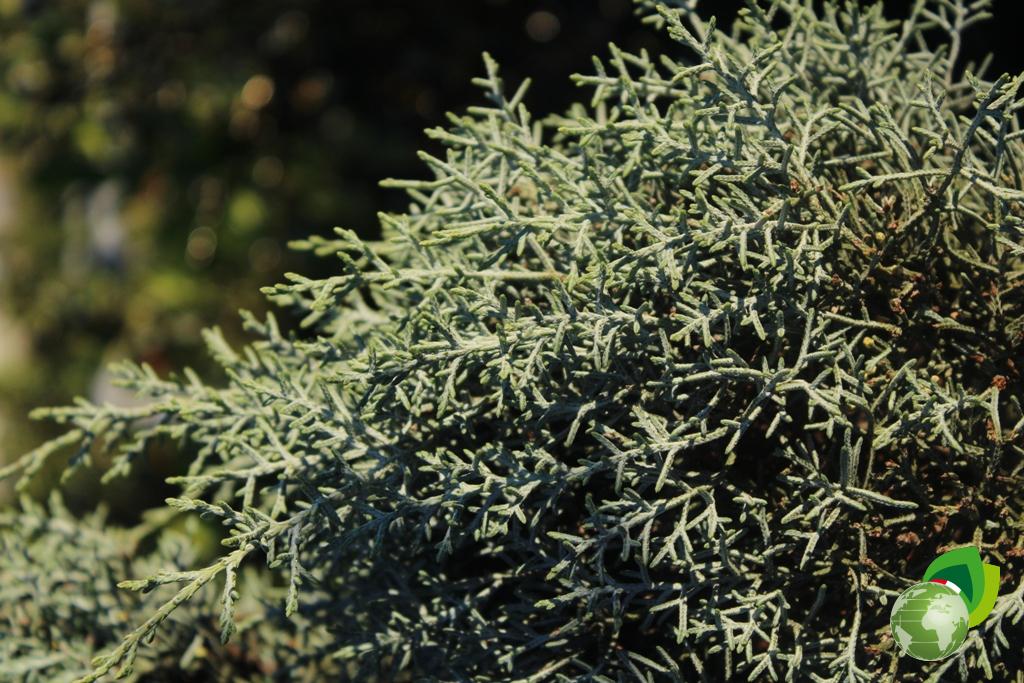 Cupressus Arizonica Pon Pon Dettaglio 1