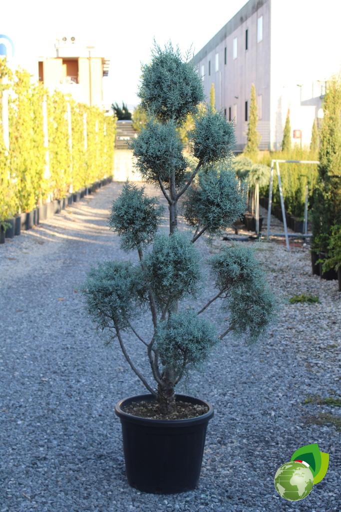 Cupressus Arizonica a pon pon 1