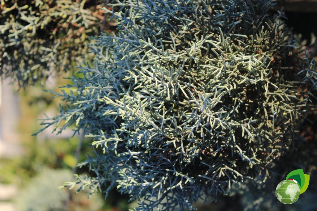 Cupressus Arizonica a pon pon Dettaglio