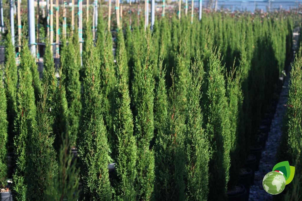 Cupressus Sempervirens