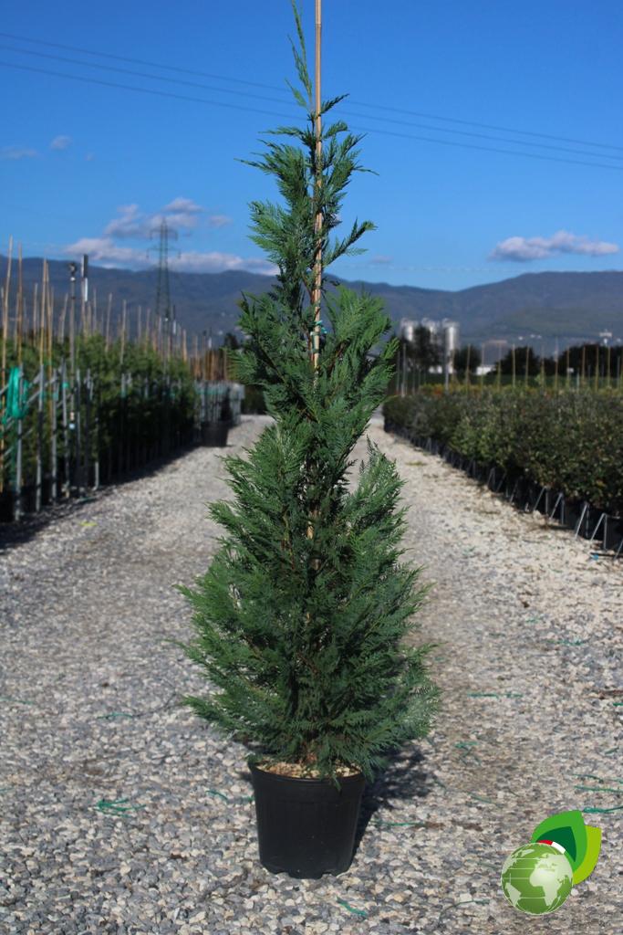 Cupressus Sempervirens Pyramidalis 1