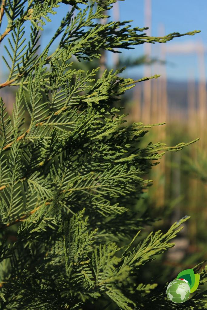 Cupressus Sempervirens Pyramidalis Dettaglio 2