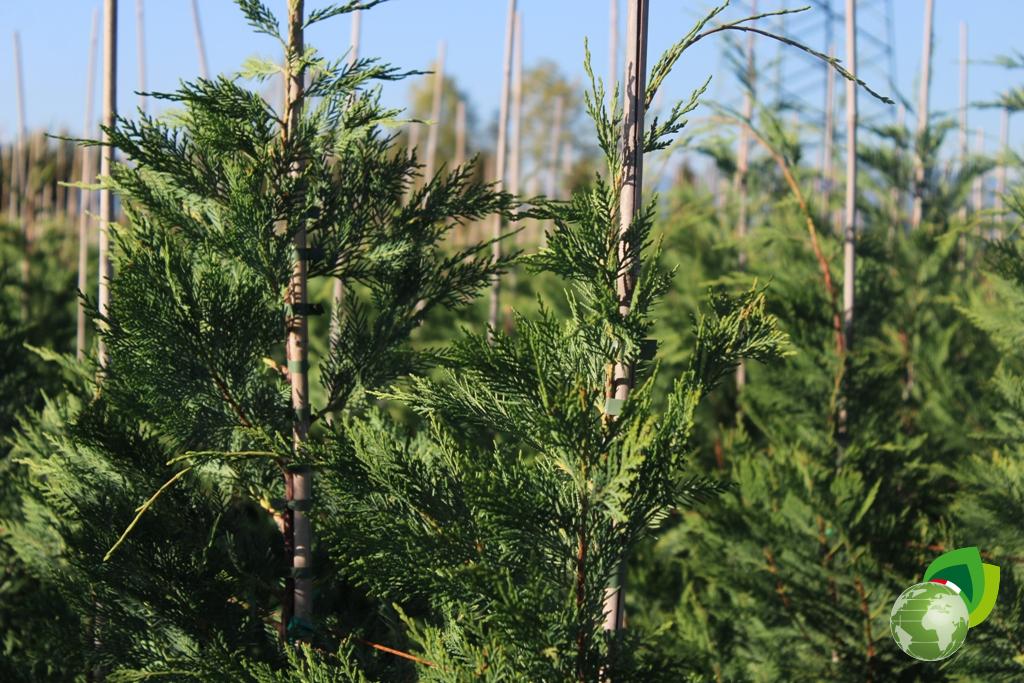 Cupressus Sempervirens Pyramidalis Effetto 1
