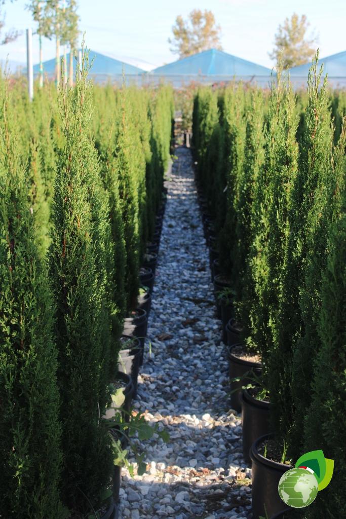 Cupressus Sempervirens Pyramidalis Effetto