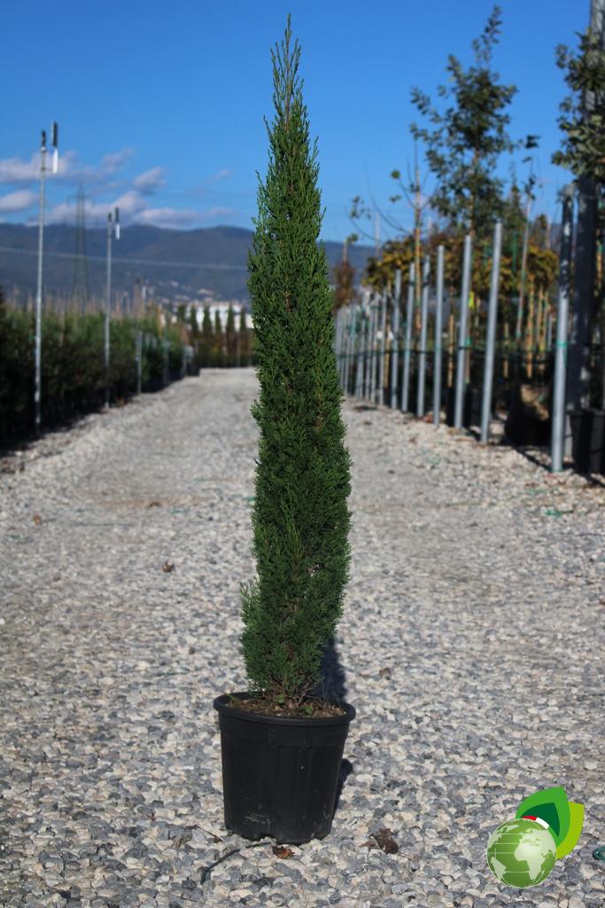 Cupressus Sempervirens Pyramidalis
