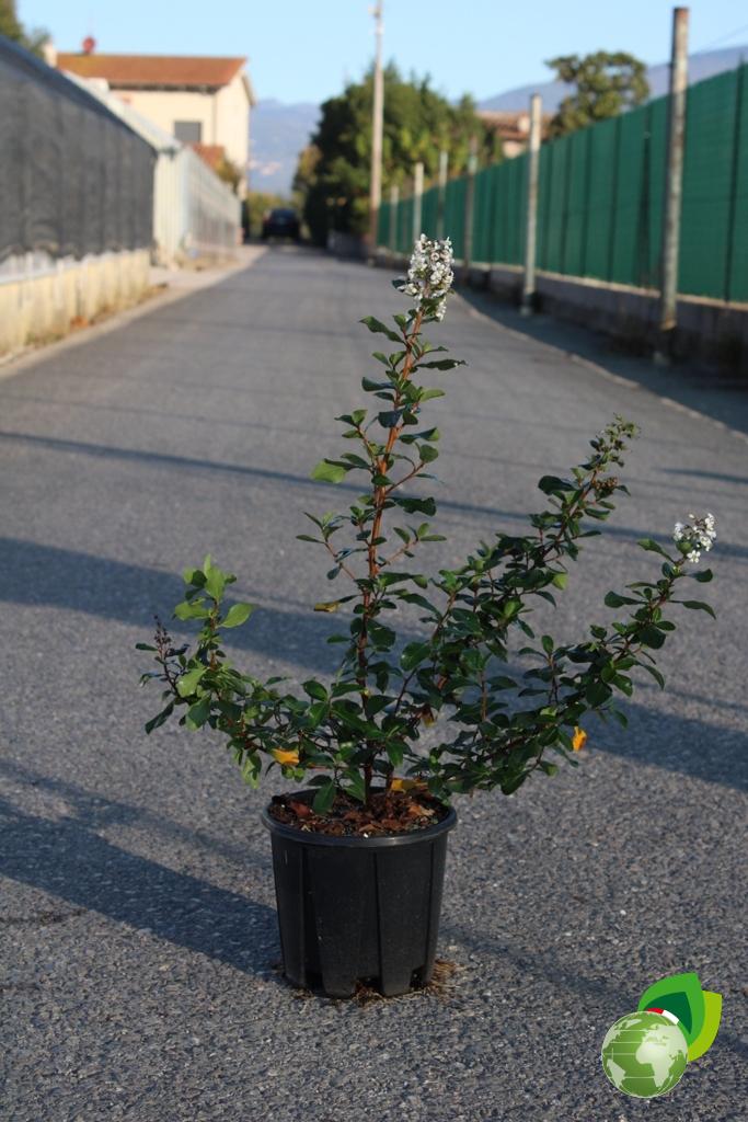 ESCALLONIA IVEY