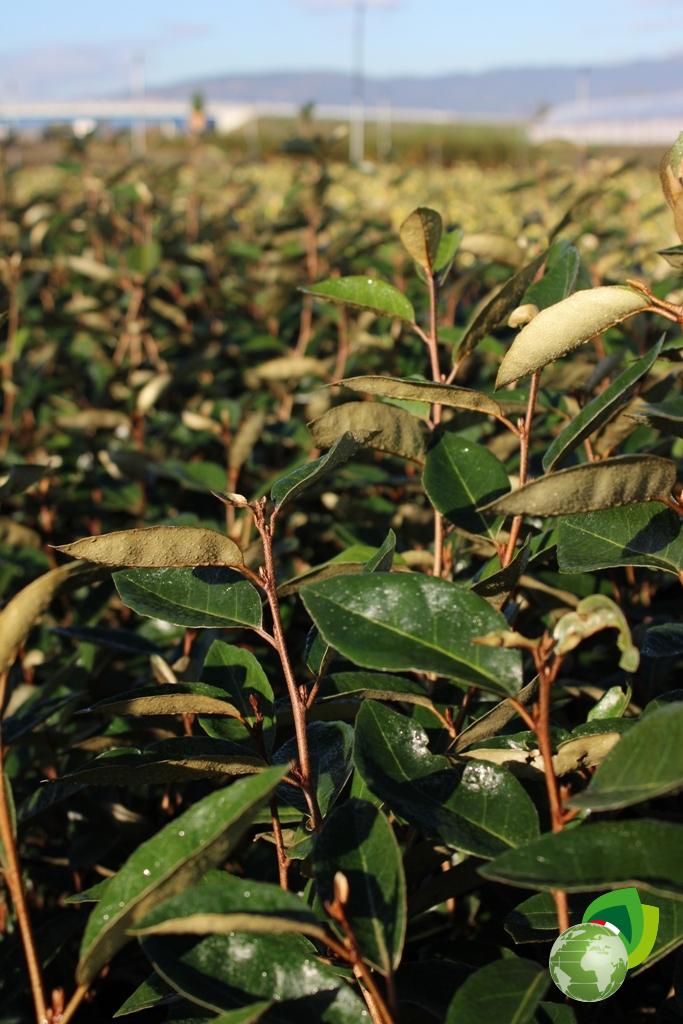 Eleagnus Ebbingei Compacta Effetto 1