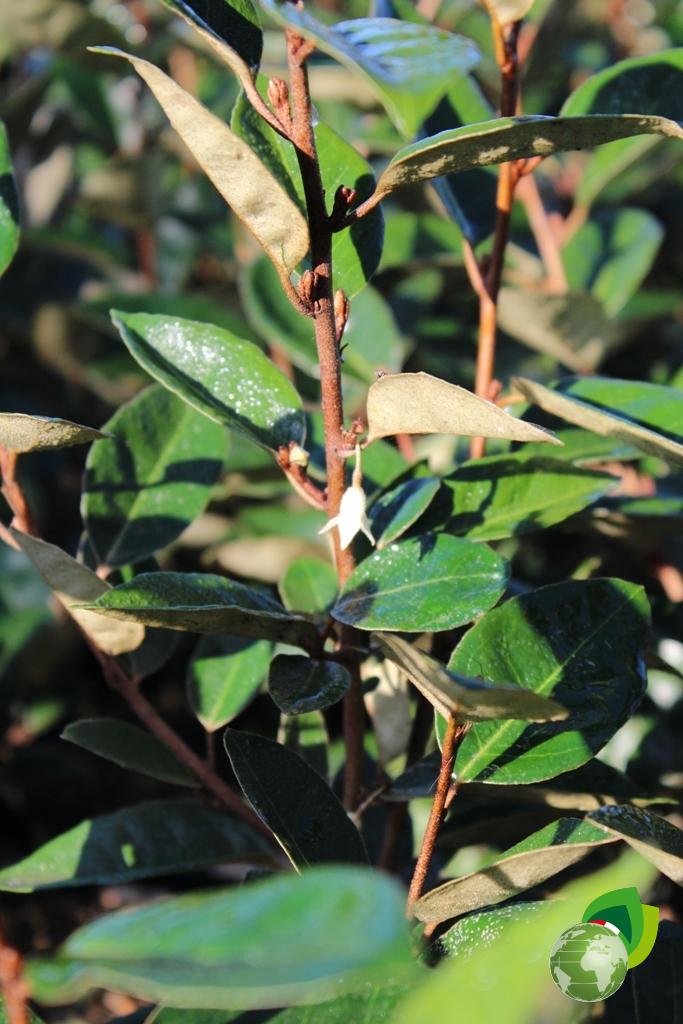 Eleagnus Ebbingei Compacta Effetto