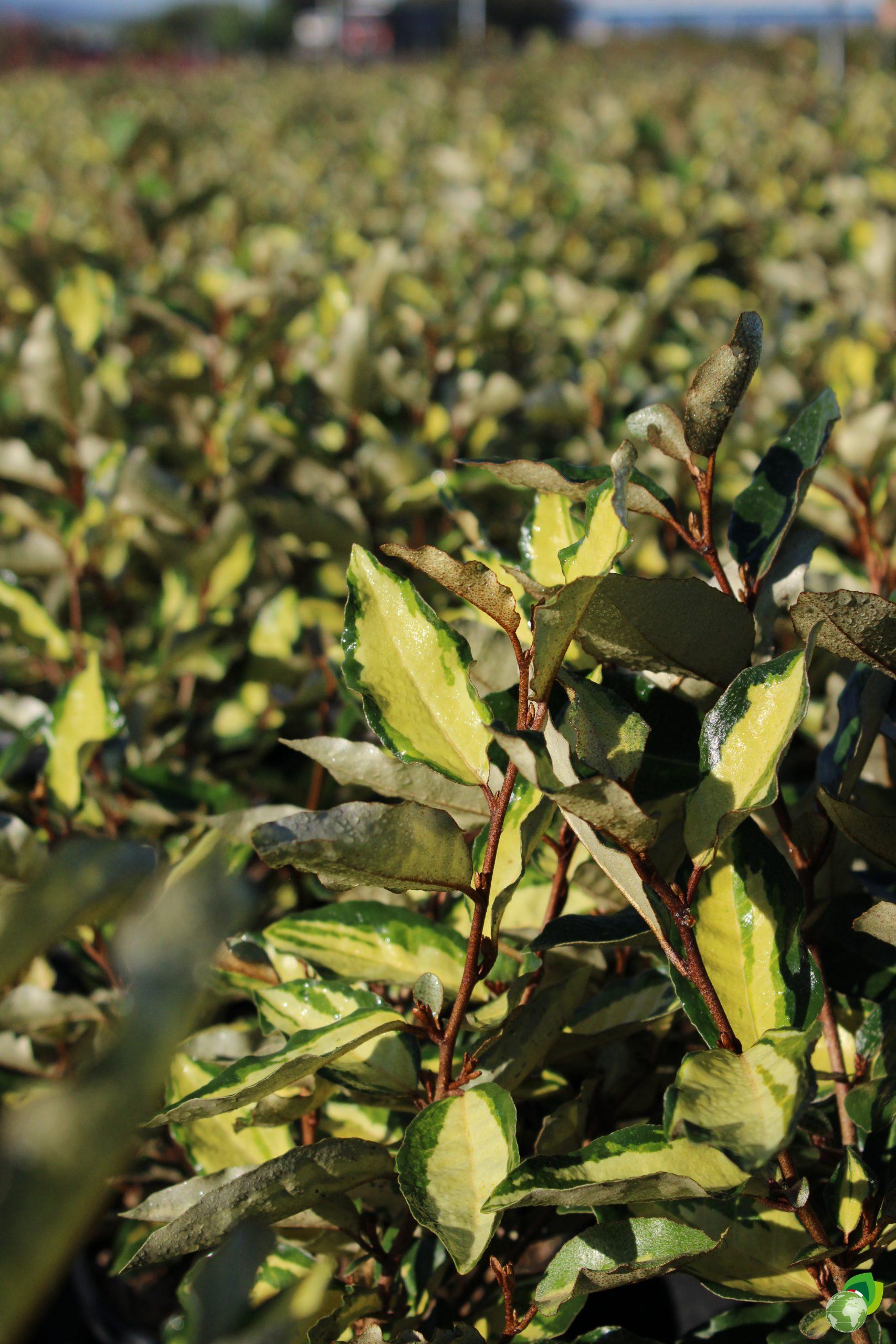 Eleagnus Ebbingei Maculata Aurea Dettaglio