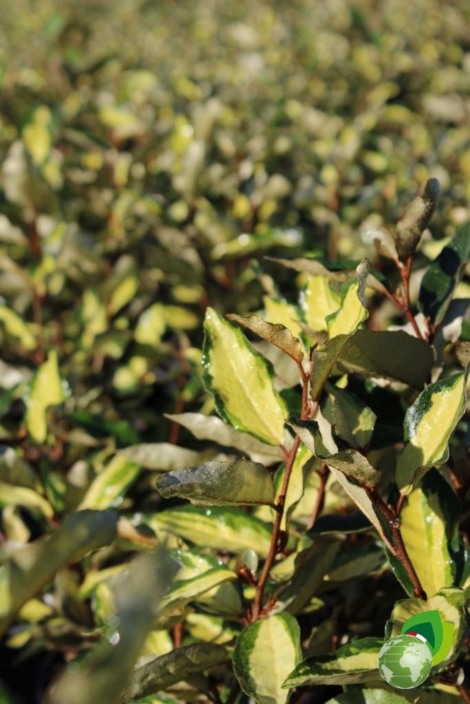 Eleagnus Ebbingei Maculata Aurea effetto