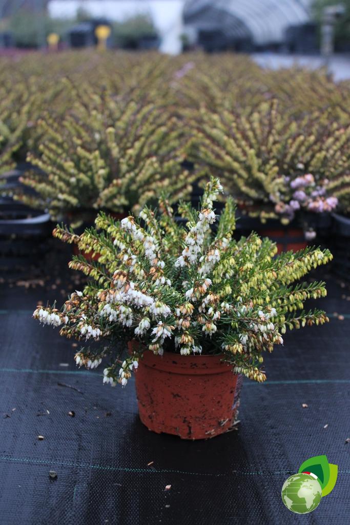 Erica Darleyensis Bianca V.10