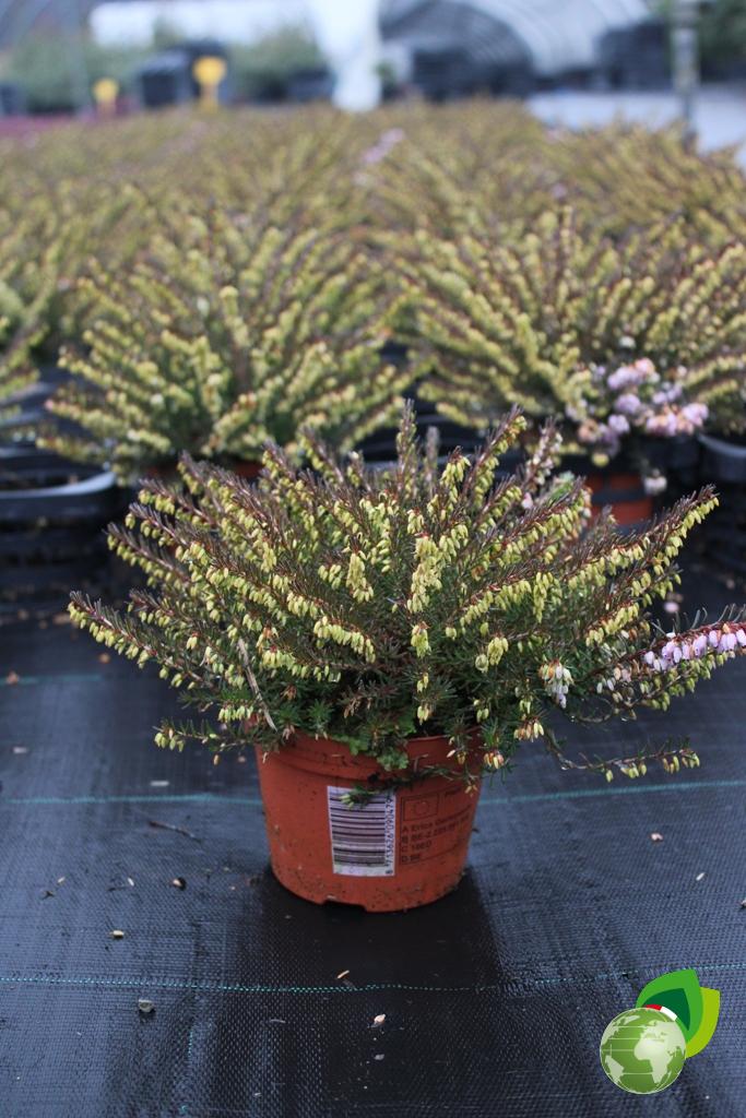 Erica Darleyensis Rosa V.10