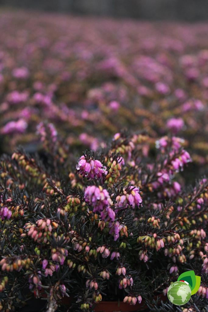 Erica Darleyensis Rossa V.10 Effetto