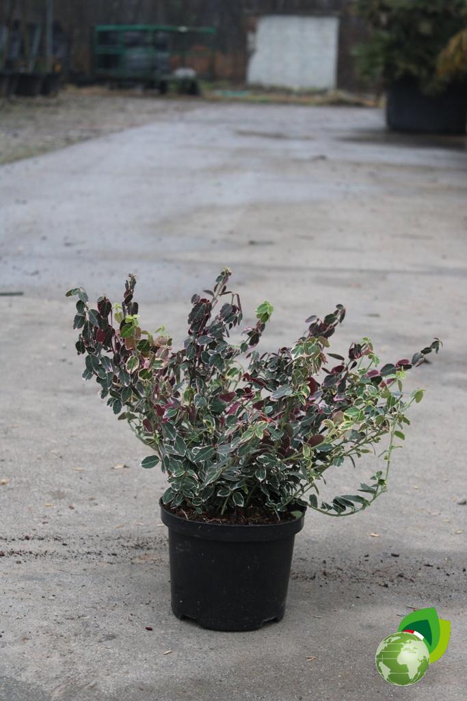 Euonymus Fortunei Emerald Gaiety V.17 3