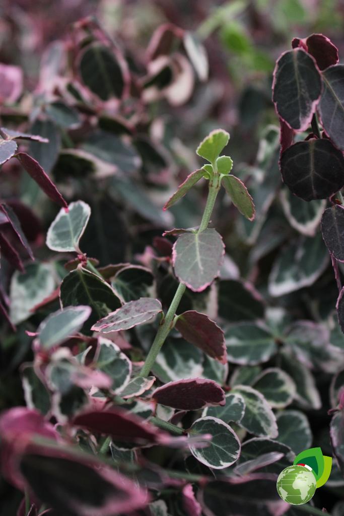 Euonymus Fortunei Emerald Gaiety V.17 Dettaglio