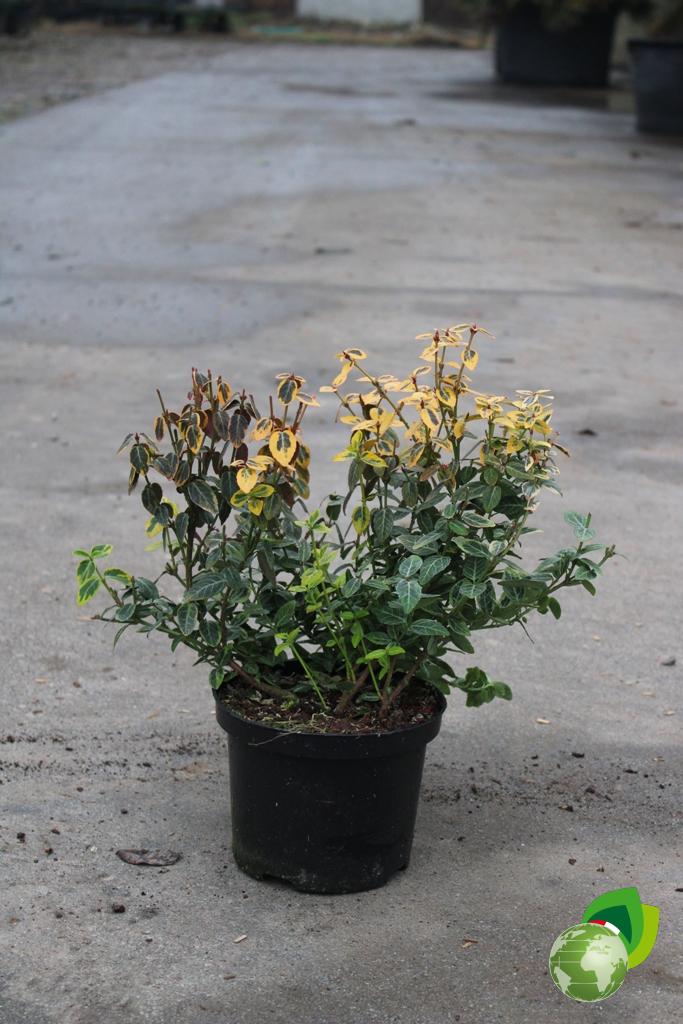 Euonymus Fortunei Emerald Gold V.17 1