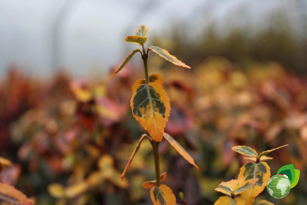 Euonymus Fortunei Emerald Gold V.17 Dettaglio2
