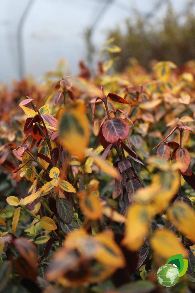 Euonymus Fortunei Emerald Gold V.17 Effetto