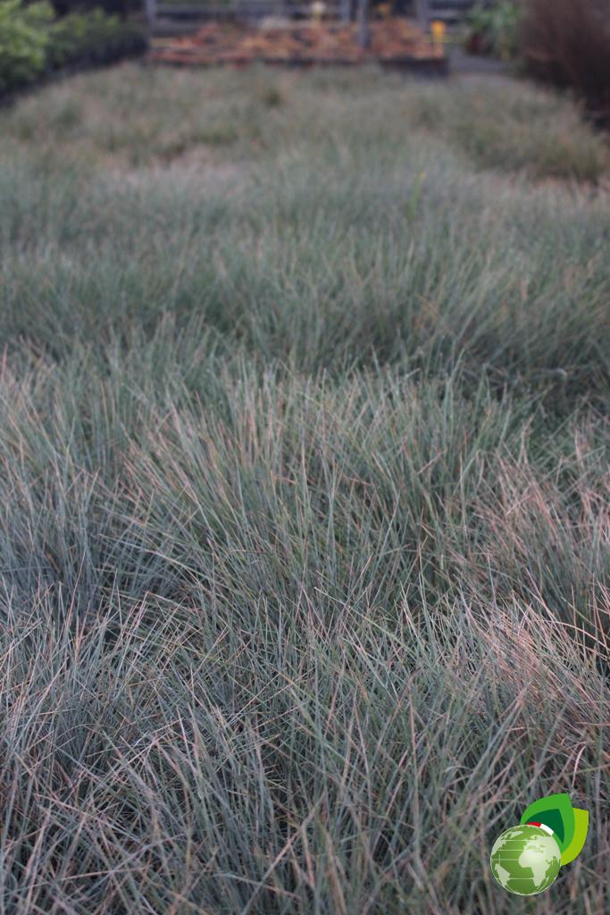 Festuca Glauca Elijah Blue Effetto V.14