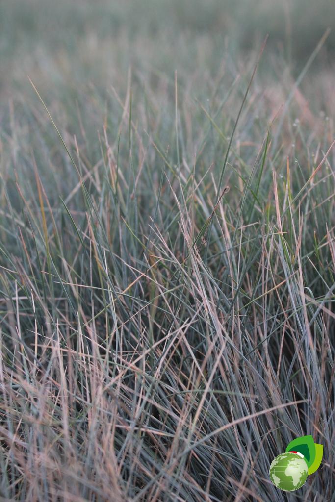 Festuca Glauca Elijah Blue V.14 Dettaglio
