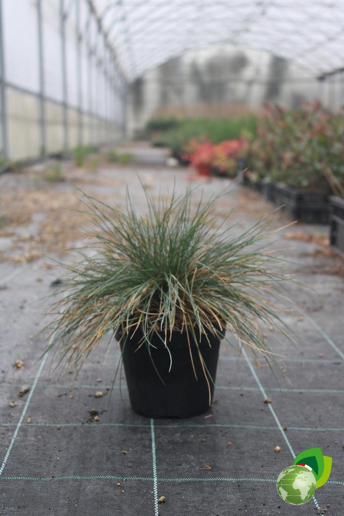 Festuca Glauca Elijah Blue V.14
