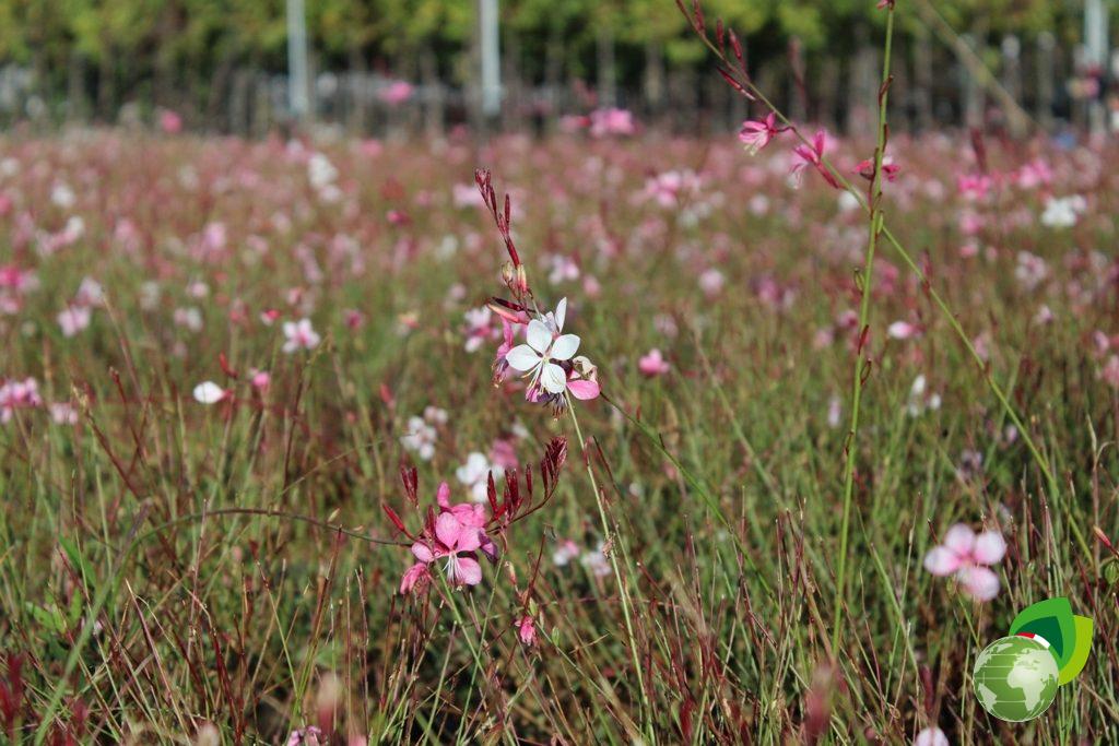 Gaura Lindheimeri Siskiyou Pink Effetto 5
