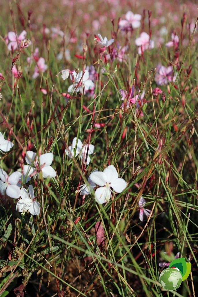 Gaura Lindheimeri Siskiyou Pink effetto 3
