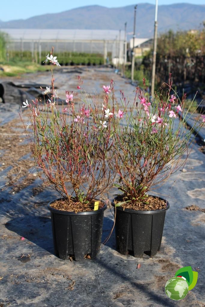 Gaura Lindheimeri Siskiyou Pink