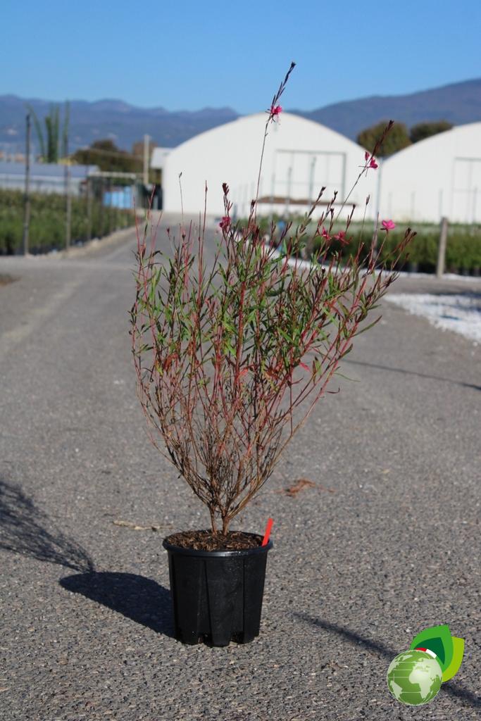 Gaura Red Color