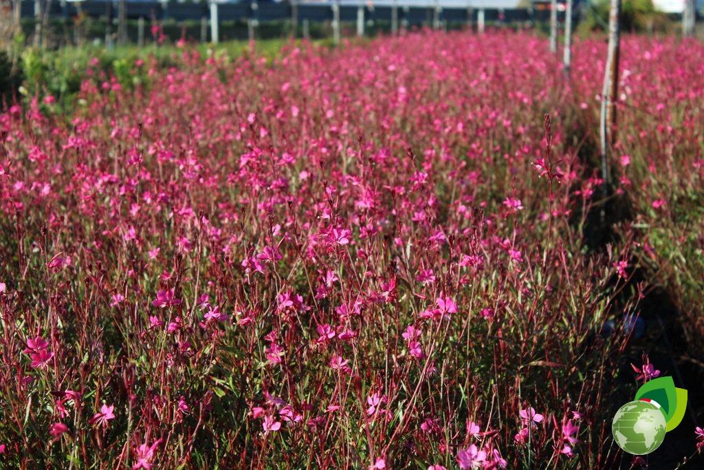 Gaura red Color effetto