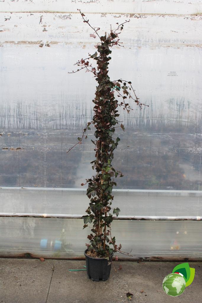 Hedera Hybernica V.28 1