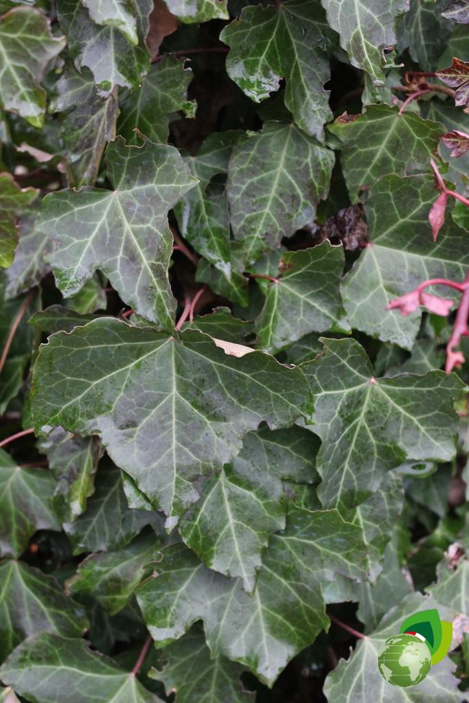 Hedera Hybernica V.28 Dettaglio 1