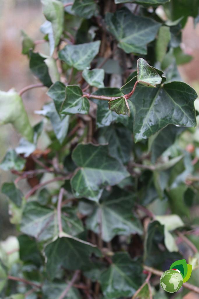 Hedera Hybernica V.28 Dettaglio 3