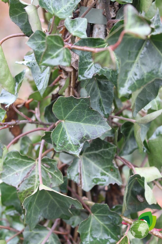 Hedera Hybernica V.28 Dettaglio