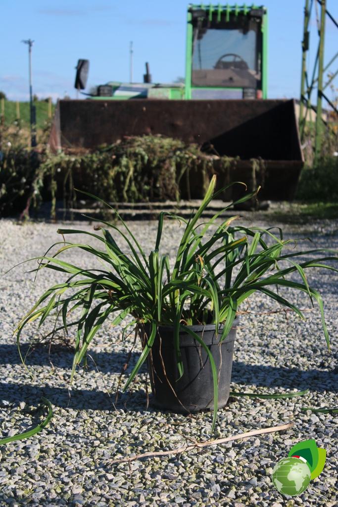 Hemerocallis Joan Senior