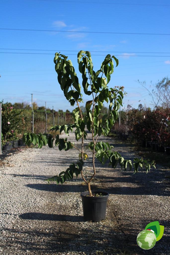 Heptacodium