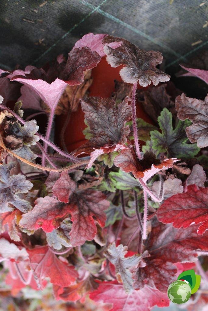 Heuchera Berry Timeless V.19 Dettaglio