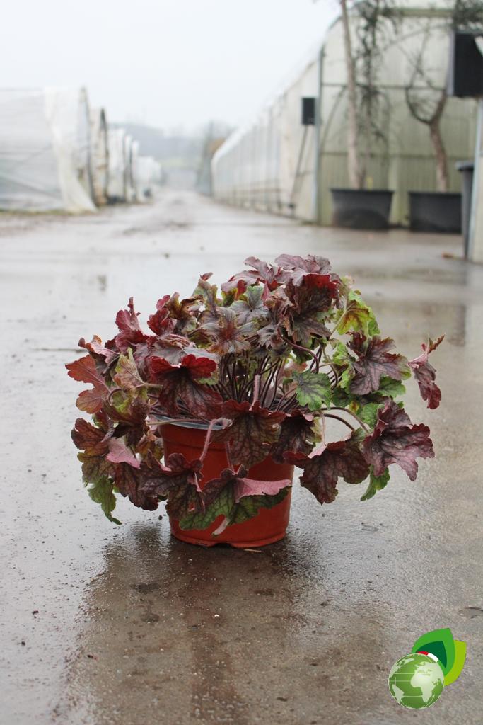Heuchera Berry Timeless V.19