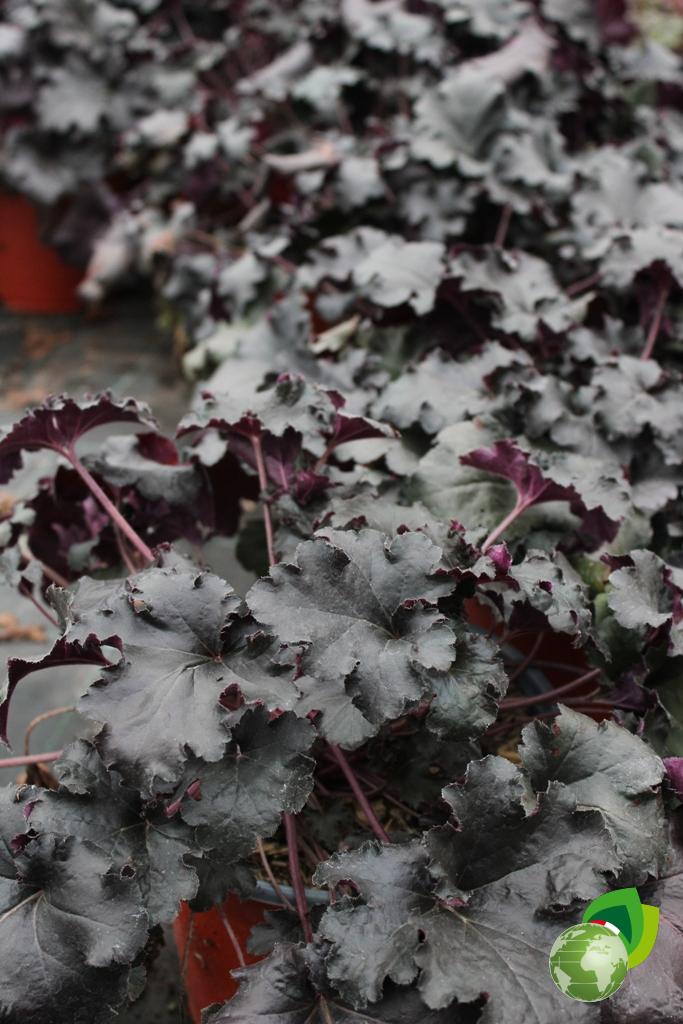 Heuchera Black Beauty V.19 Effetto 3