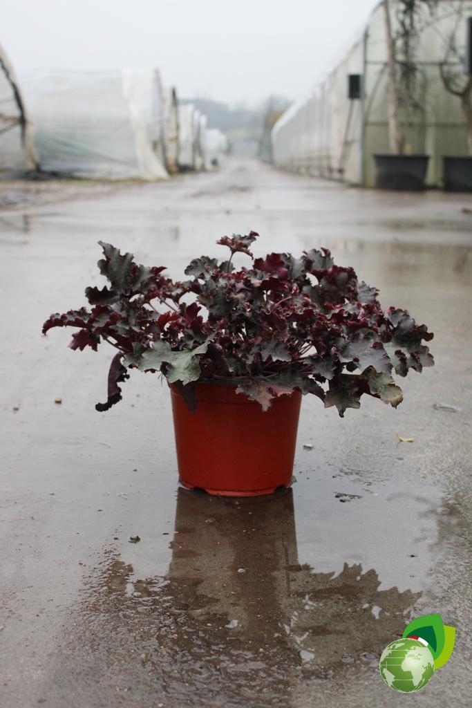 Heuchera Black Beauty V.19