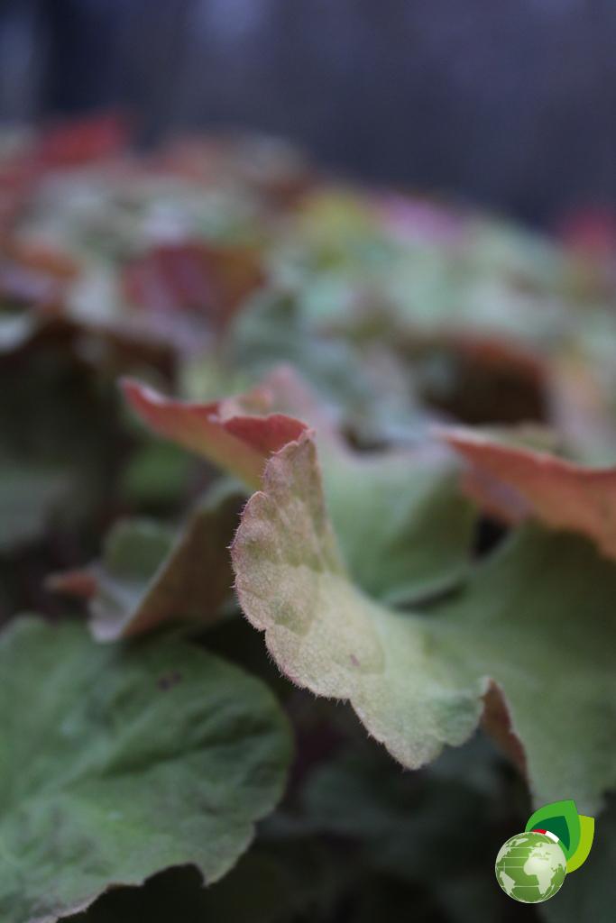 Heuchera Caramel V.19 Dettaglio