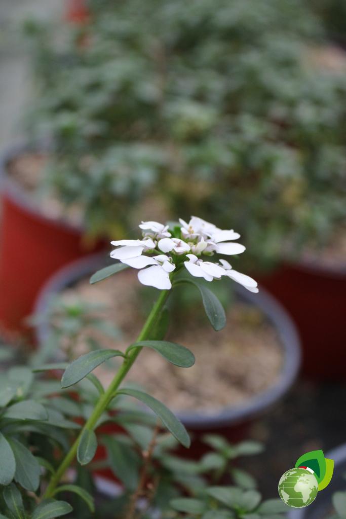 Iberis Sempervirens Masteripice V.19 Dettaglio