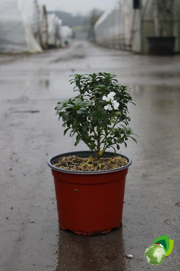 Iberis Sempervirens Masteripice V.19