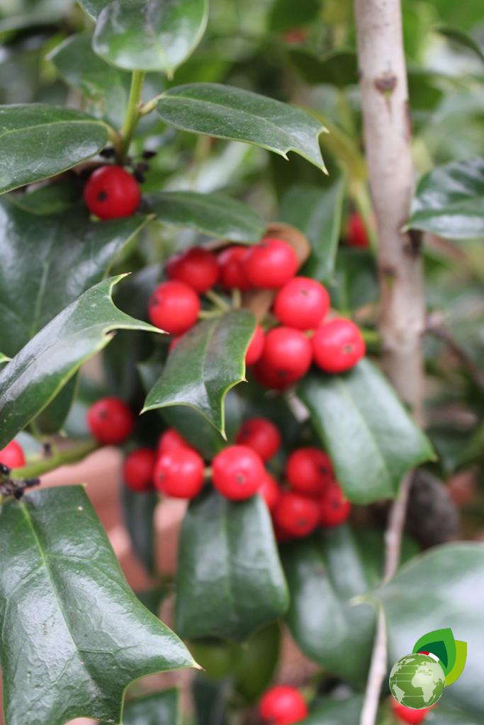 Ilex Cornuta V.22 Dettaglio