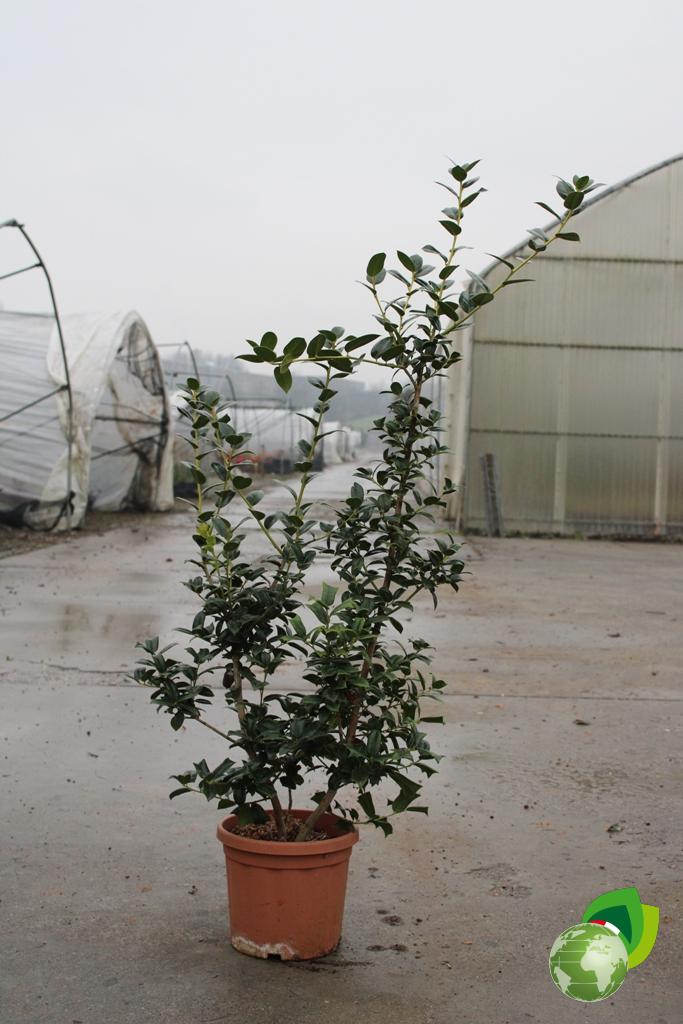 Ilex Cornuta V.22
