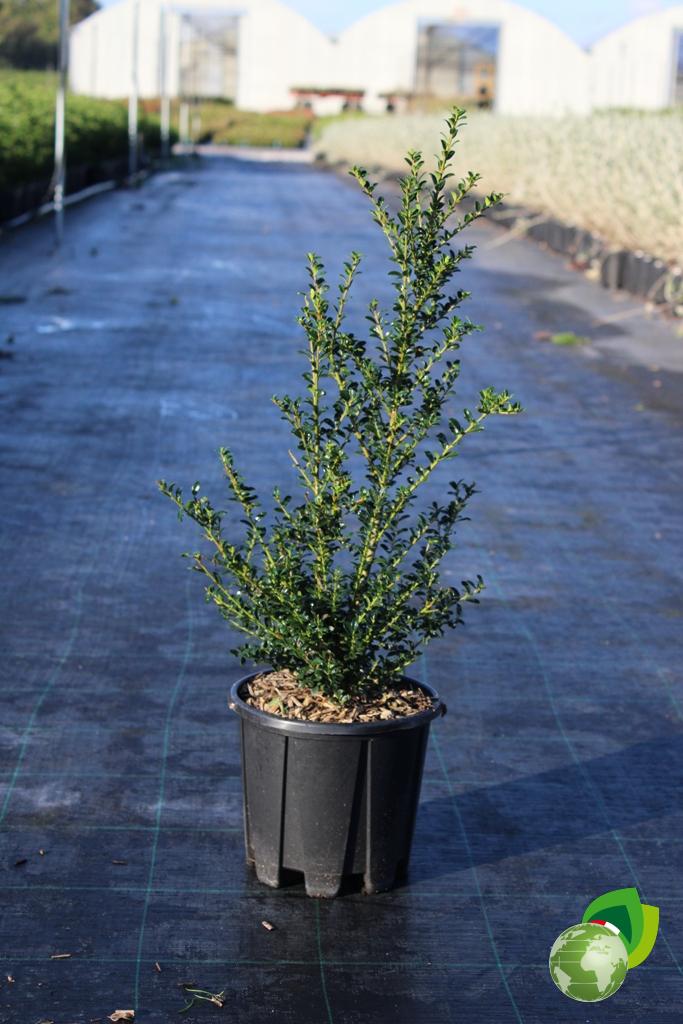 Ilex Crenata 1