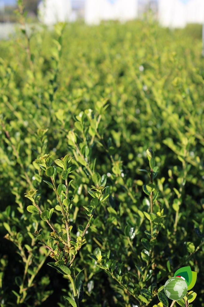 Ilex Crenata Dettaglio 2
