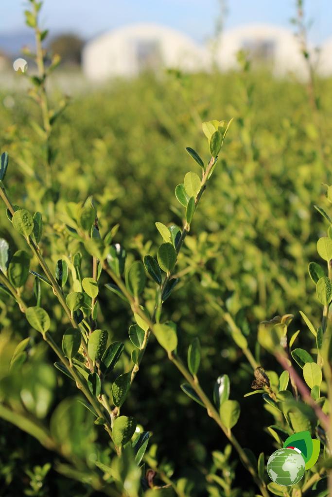 Ilex Crenata Dettaglio 3