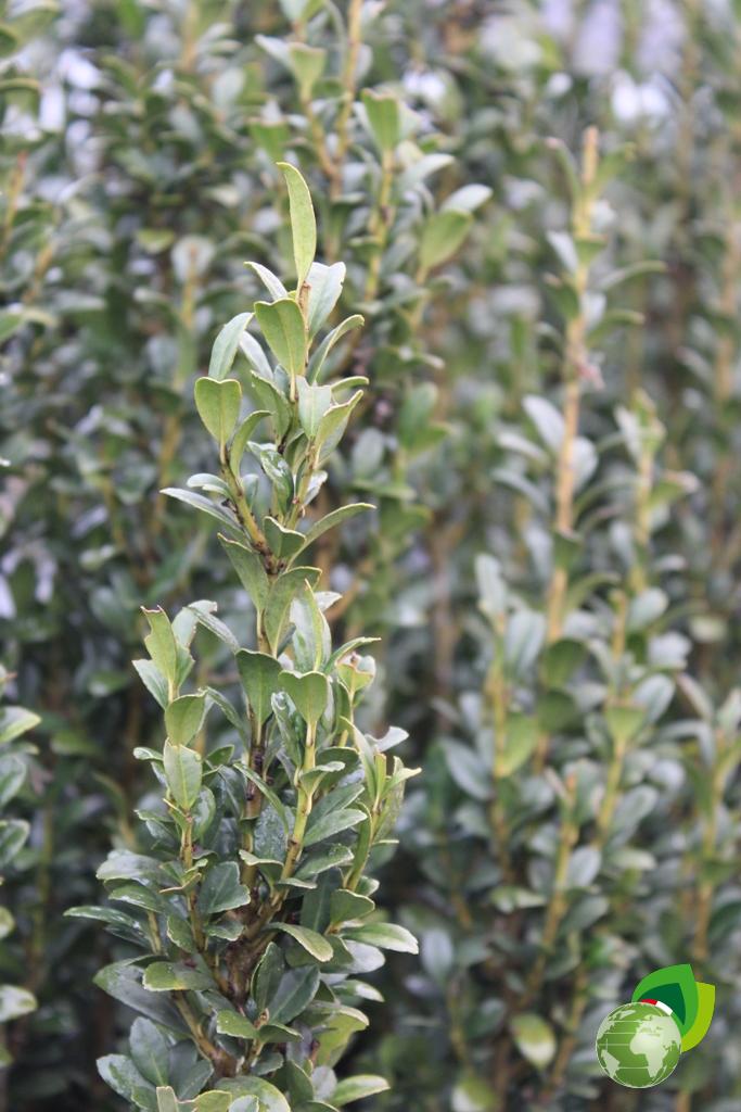 Ilex Crenata Fastigiata Dettaglio V.45
